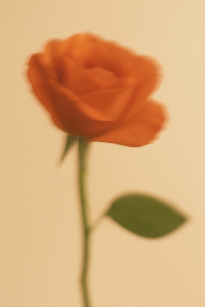 Les bienfaits de la rose pour le visage